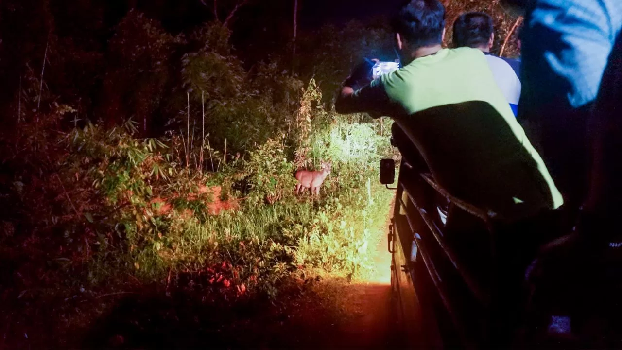 Xem thú đêm tại Nam Cát Tiên là trải nghiệm thú vị không nên bỏ lỡ khi du lịch Đồng Nai